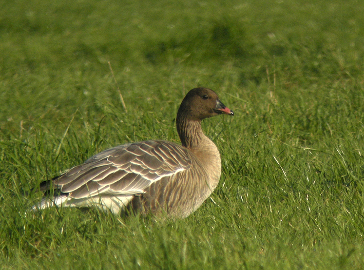 Adulte, Goulven (Finistre), le 2 dcembre 20016, digiscopie : Franois St.