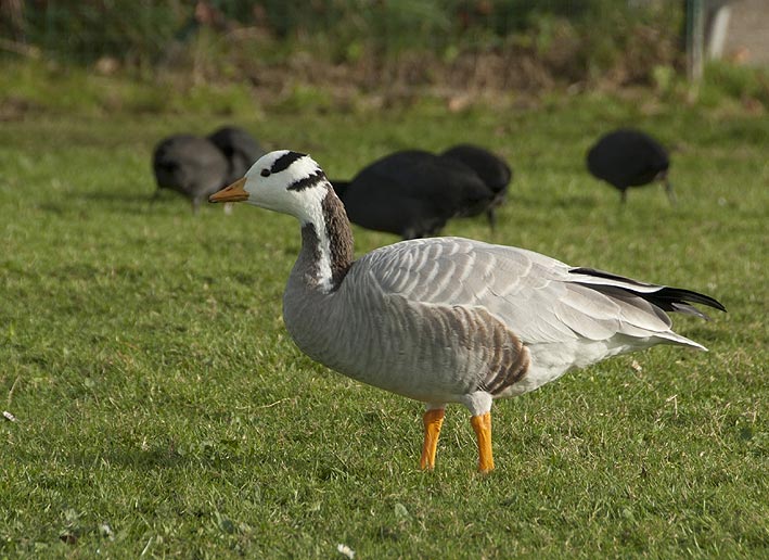 Etang de Ty-Colo, Saint-Renan (Finistre), 25 novembre 2011, photo Jean-Michel Lucas.