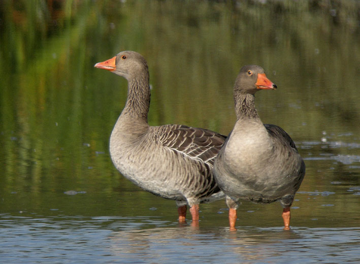 Couple, Marquenterre, 21 septembre 2010, photo Franois Sit.