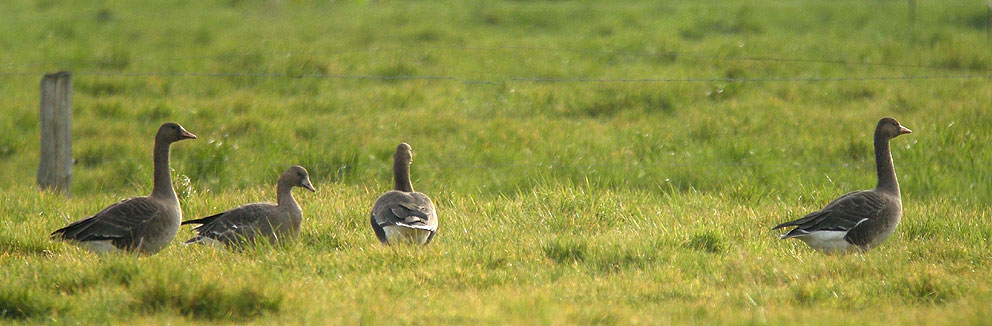 3 juvniles et 1 adulte (de dos), Goulven (Finistre), 3 janvier 2011, photo Franois Sit.