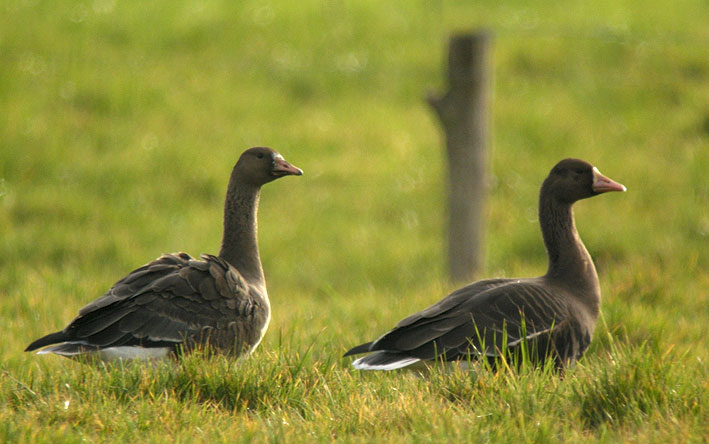 1 juvnile ( gauche) et 1 adulte ( droite), Goulven (Finistre), 3 janvier 2011, photo Franois Sit.