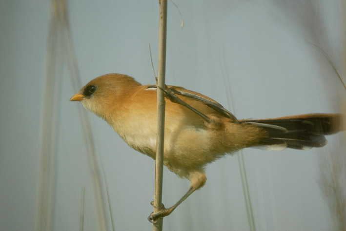 Jeune male, tang de Trunvel, Trogat (29 Sud), 9 juin 2008, photo Jean-Michel Lucas.