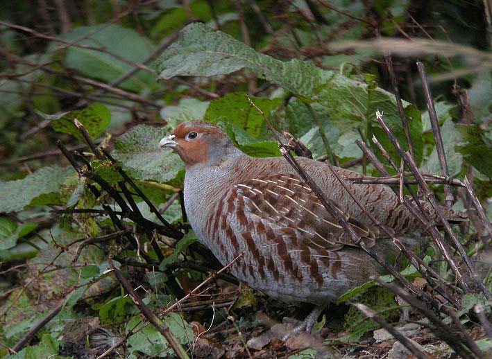 Adulte, Scrignac (Finistre), 15 octobre 2010, photo Franois Sit.