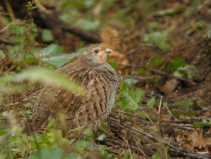 Jeune adulte, Scrignac (Finistre), 15 octobre 2010, photo Franois Sit.