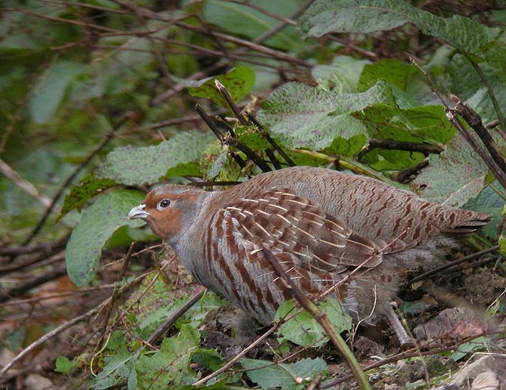 Adulte, Scrignac (Finistre), 15 octobre 2010, photo Franois Sit.