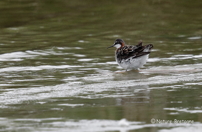 Adulte femelle en plumage nuptial ; Guissny (Finistre) ; le 14 juin 2019 ; photo : Jean-Michel LUCAS.