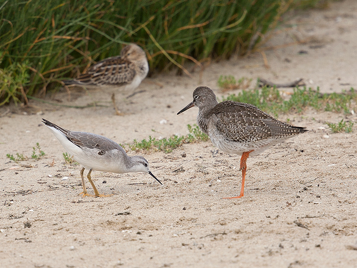 Juvnile (avec Chevalier gambette  droite, et Bcasseau tachet au fond), Goulven, Finistre, 12 septembre 2015, photo : Jean-Michel Lucas.