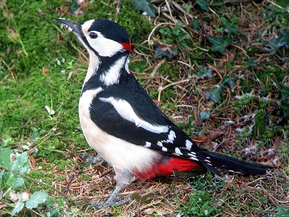 Mle, Kergreis, Plougonven (Finistre), 24 fvrier 2008, photo Franois Sit.