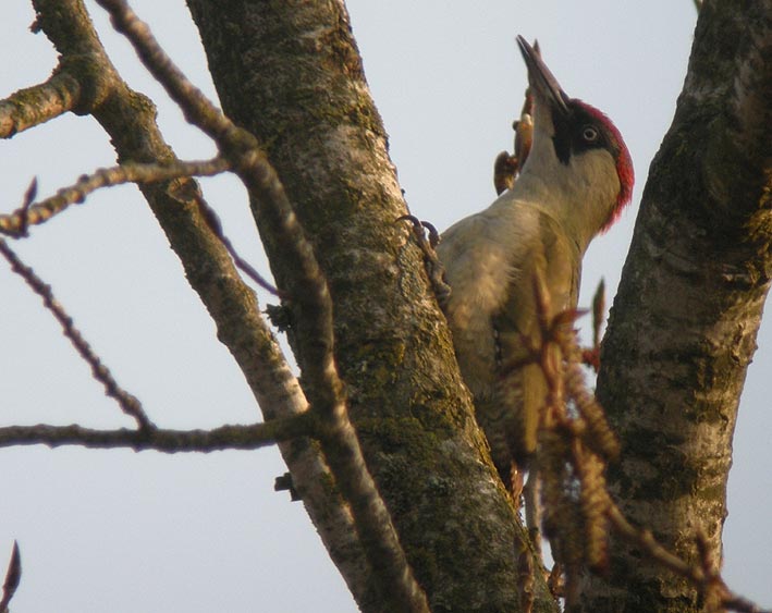 Femelle poussant son rire sonore, Kerouzr, Sibiril (Nord-Finistre), 21 mars 2009, photo Franois Sit.