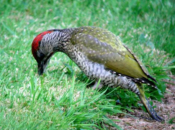 Mle juvnile chassant les fourmis sur pelouse, Kergreis, Plougonven (29), 10 aot 2007. Photo Franois Sit.