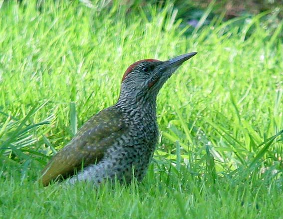 Mle juvnile chassant les fourmis sur pelouse, Kergreis, Plougonven (29), 3 aot 2007. Photo Franois Sit.