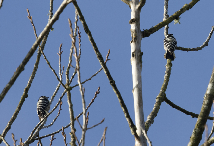 Pics peichettes, couple, Berrien (29), le 9 fvrier 2015, photo : Jean-Michel Lucas.