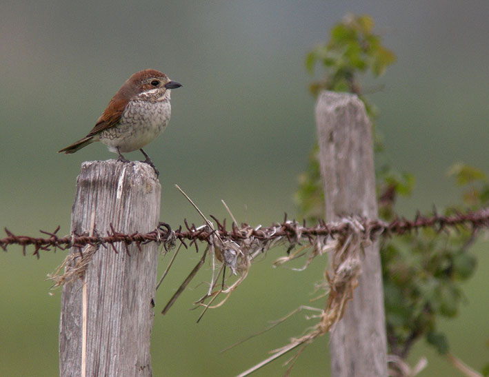 Femelle, prairie en bord de Loire, Frossay (Loire-Atlantique), 9 mai 2010, photo Franois Sit.