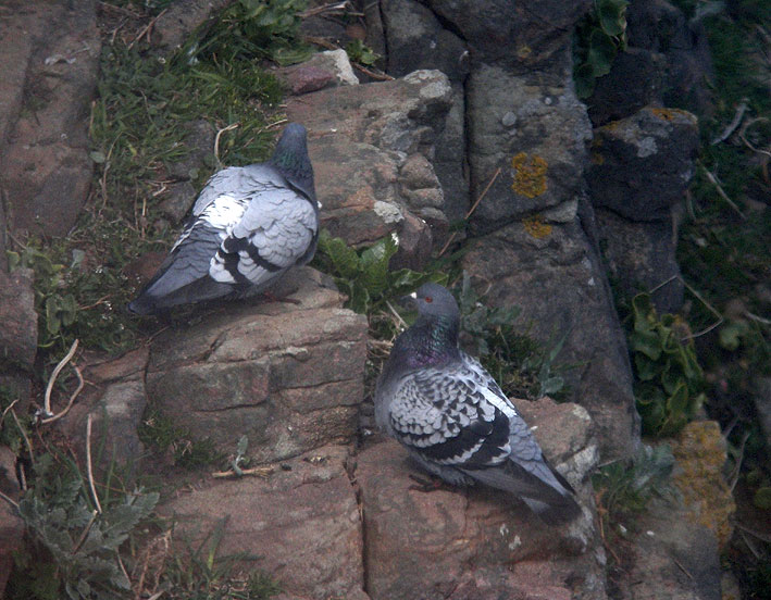 Couple, Cap Frhel (Ctes-d'Armor), 24 avril 2013, photo Franois Sit.