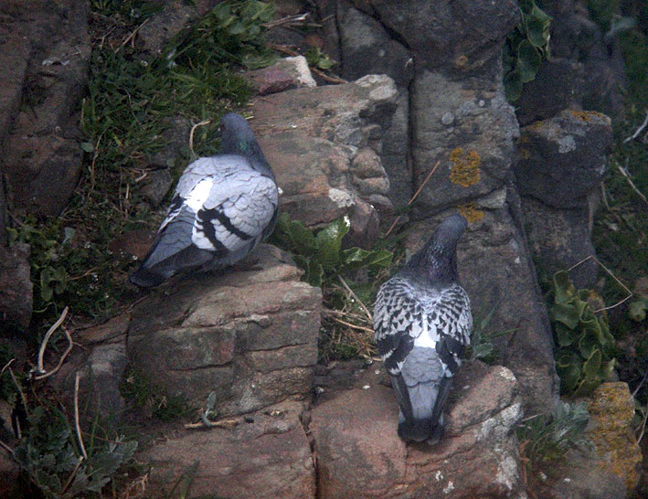 Couple, Cap Frhel (Ctes-d'Armor), 24 avril 2013, photo Franois Sit.