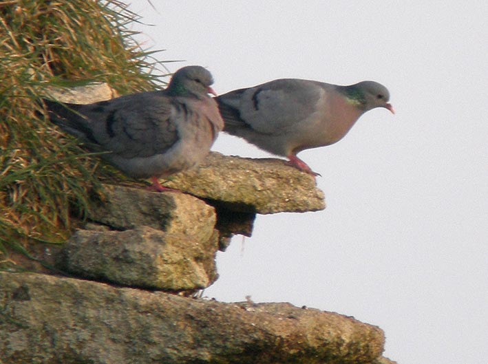 Kerouzr, Sibiril (Nord-Finistre), 21 mars 2009, photo Franois Sit.