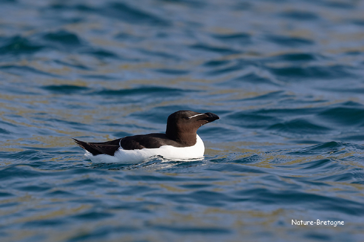 Adulte en plumage nuptial ; Les Sept-les, Perros-Guirec (22), le 27 juin 2019, photo : Jean-Michel Lucas.