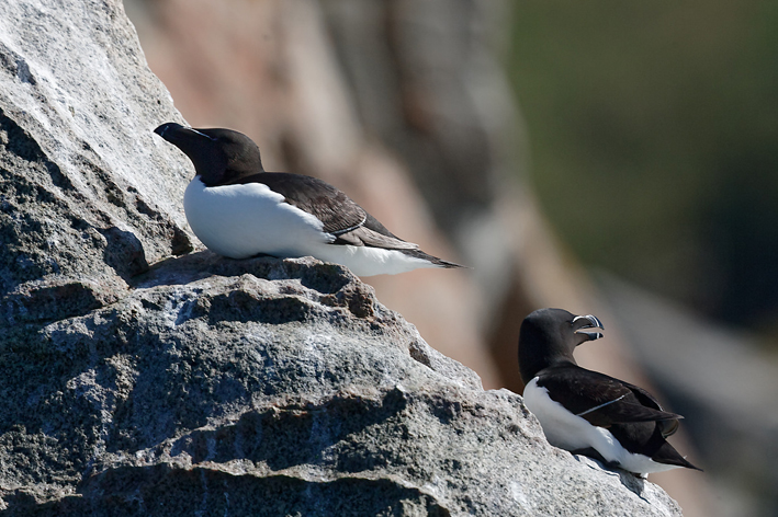 Adultes en plumage nuptial ; Les Sept-les, Perros-Guirec (22), le 27 juin 2019, photo : Jean-Michel Lucas.