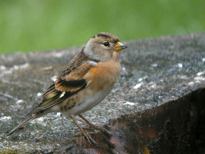 Femelle en plumage internuptial, Kergreis, Plougonven (Finistre), 28 dcembre 2010, photo Franois Sit.