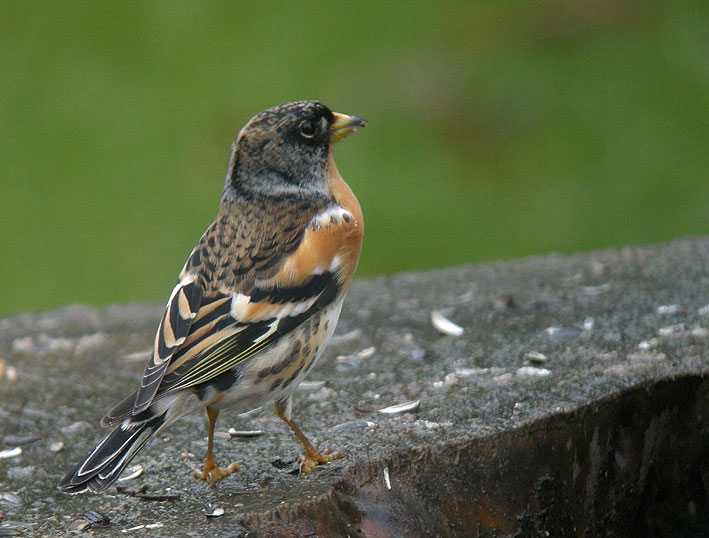 Mle en plumage internuptial, Kergreis, Plougonven (Finistre), 29 dcembre 2010, photo Franois Sit.