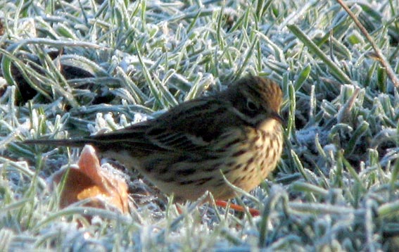 Kergreis, Plougonven (Finistre), 17 novembre 2007, photo Franois Sit.