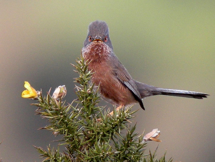 Mle, landes du Cragou, Plougonven (29), 01 mai 2008, photo Franois Sit.