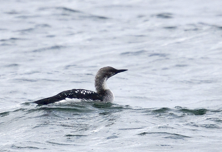 Hivernant (plumage nuptial en cours d'acquisition), Le Loc'h, Landvennec (Finistre), le 10 avril 2017, photo : Jean-Michel Lucas.