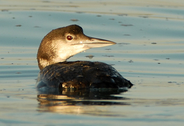 Immature, Locqumeau (22), 8 fvrier 2008, photo Jean-Michel Lucas.