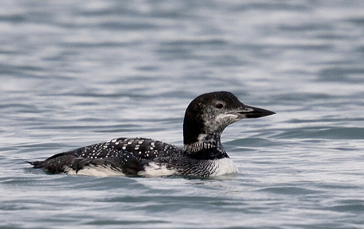 Adulte (plumage quasi-nuptial), Locqumeau (22), 21 novembre 2014, photo : Jean-Michel LUCAS.