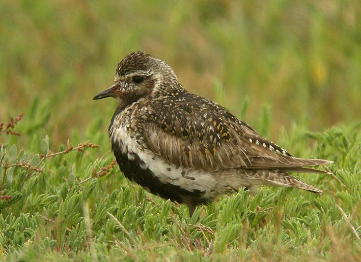 Adulte en plumage nuptial, Baie du Kernic, Plouescat (Finistre), 26 juillet 2010, photo Franois Sit.