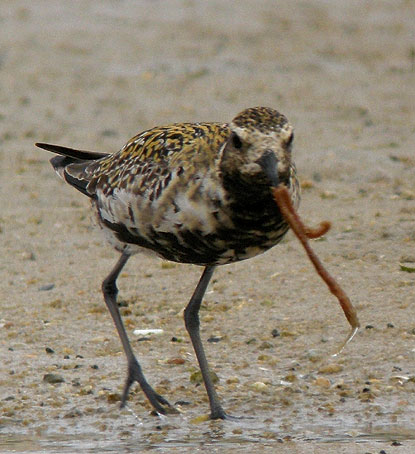 Adulte en plumage nuptial, Baie du Kernic, Plouescat (Finistre), 28 juillet 2010, photo Franois Sit.