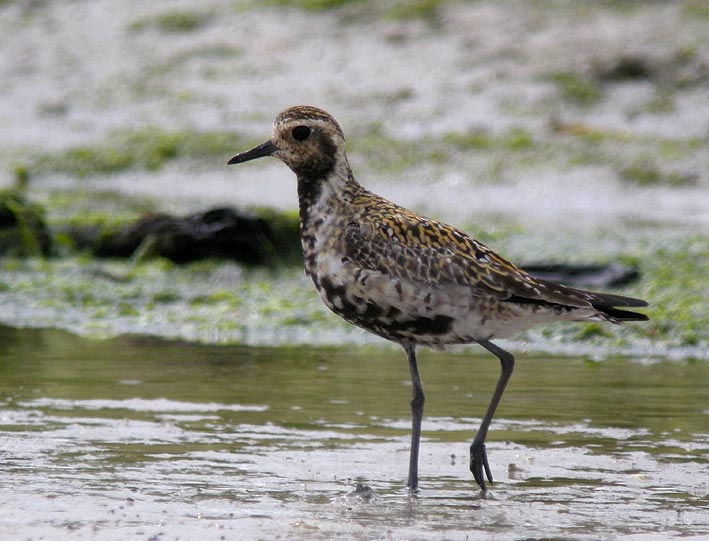 Adulte en plumage nuptial, Baie du Kernic, Plouescat (Finistre), 28 juillet 2010, photo Franois Sit.