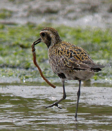 Adulte en plumage nuptial, Baie du Kernic, Plouescat (Finistre), 28 juillet 2010, photo Franois Sit.