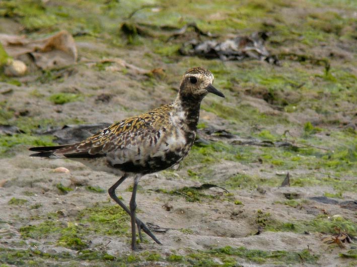 Adulte en plumage nuptial, Baie du Kernic, Plouescat (Finistre), 28 juillet 2010, photo Franois Sit.