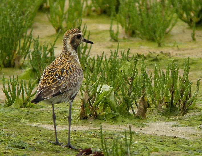 Adulte en plumage nuptial, Baie du Kernic, Plouescat (Finistre), 28 juillet 2010, photo Franois Sit.