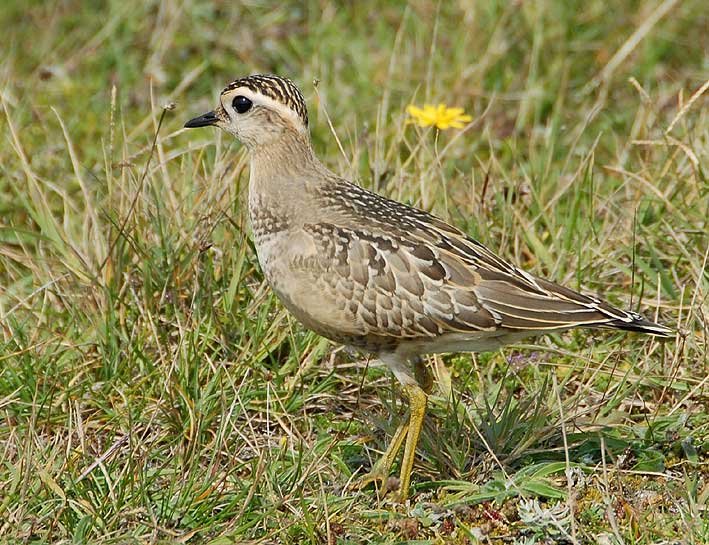 Juvnile, Dunes de la Torche, Plomeur (Finistre Sud), 15 septembre 2008, photo Jean-Michel Lucas.