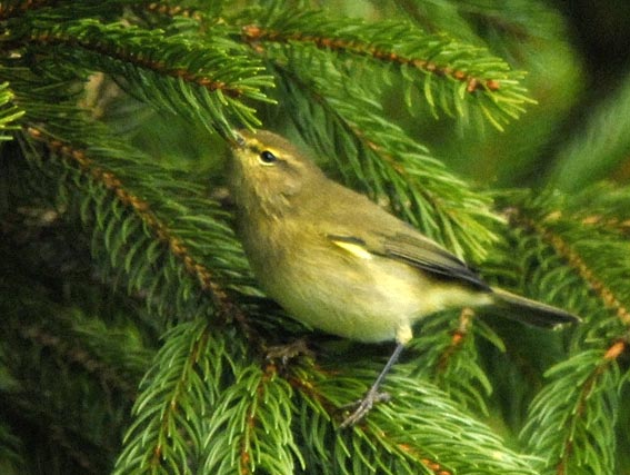 Kergreis, Plougonven (29), dcembre 2006. Photo Franois Sit.