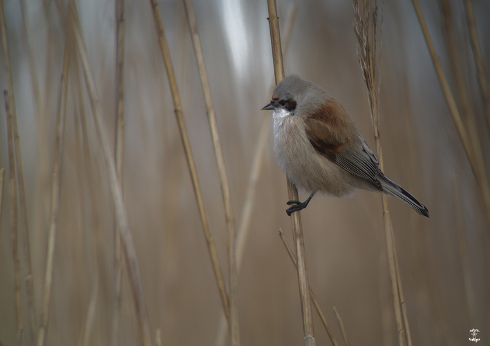 Rmiz penduline, Kerbinigou, Trogat (29), le 10 dcembre 2022, photo Franois Sit.