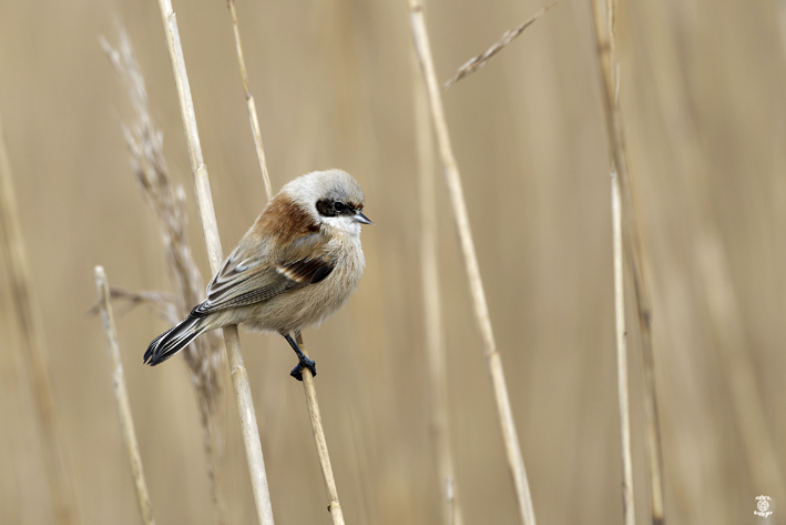 Rmiz penduline, Kerbinigou, Trogat (29), le 10 dcembre 2022, photo Jean-Michel Lucas.