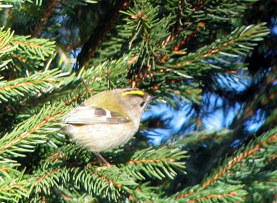 Femelle, Kergreis, Plougonven (Finistre), 18 dcembre 2007, photo Franois Sit.