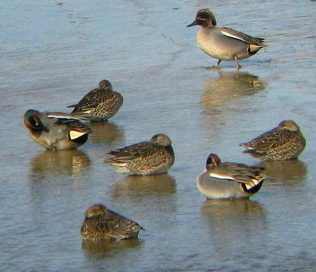 Mles et femelles, Baie de Goulven (29), janvier 2006. Photo Franois Sit.