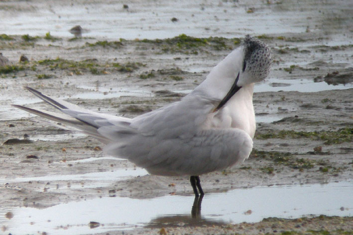 Plumage internuptial, Saint-Pol-de-Lon (Finistre), 19 octobre 2008, photo Franois Sit.