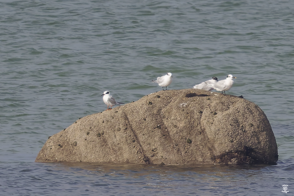 Sterne de Forster adulte ; Guiss�ny, Finist�re ; le 2 novembre 2024 ; photos : Jean-Michel Lucas.