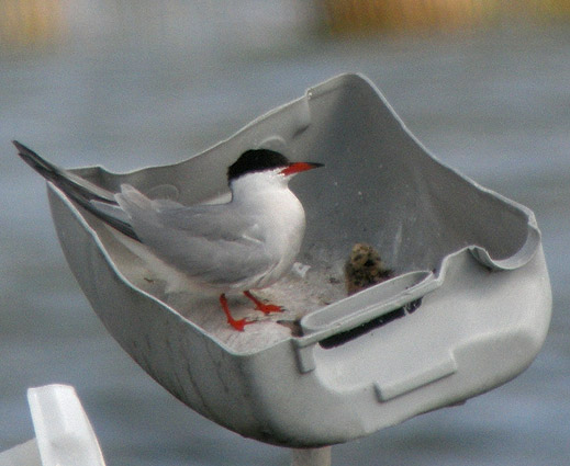 Couple nichant dans un demi-bidon en plastique mont sur des piquets ; tang de Trunvel, Trogat (Finistre-Sud), 15 juin 2009, photo Franois Sit.