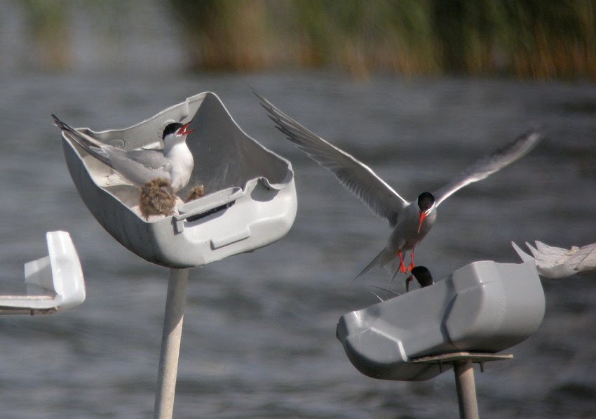 Couples nichant dans des demi-bidons en plastique monts sur des piquets ; tang de Trunvel, Trogat (Finistre-Sud), 15 juin 2009, photo Franois Sit.