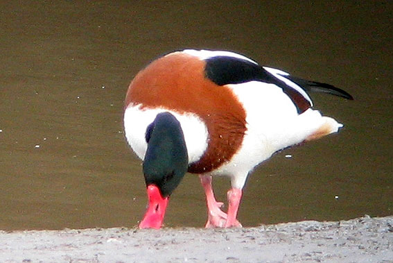 Mle en plumage nuptial, Penz (29), fvrier 2007. Photo Franois Sit.