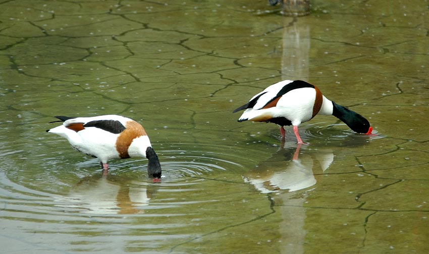 Couple, Sn (Morbihan), mai 2010, photo Jean-Michel Lucas.