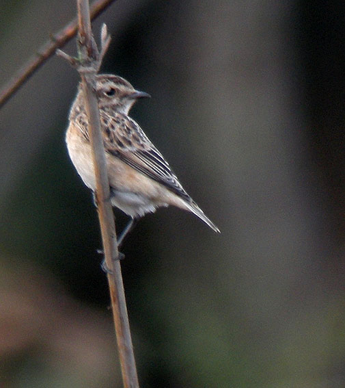 Juvnile, landes du Cragou, Plougonven (Finistre), 9 septembre 2010, photo Franois Sit.