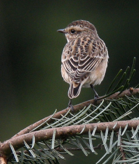 Juvnile, landes du Cragou, Plougonven (Finistre), 9 septembre 2010, photo Franois Sit.