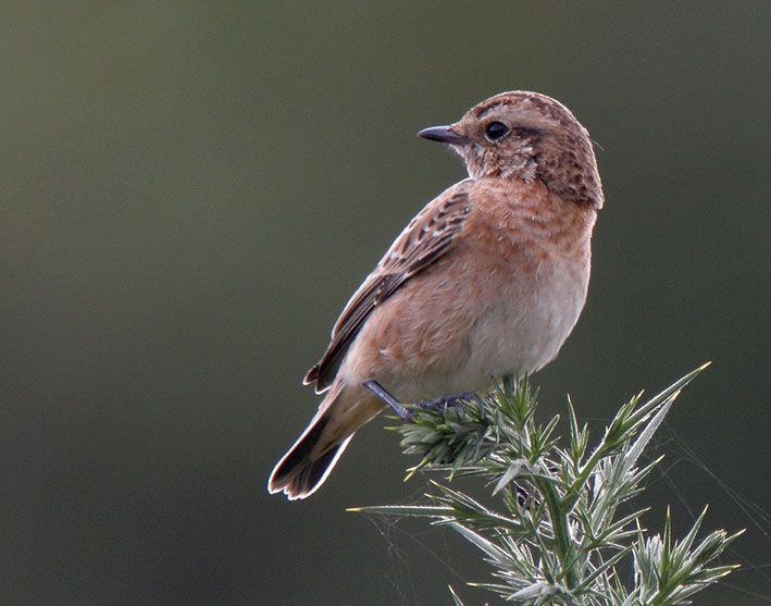 Migrateur, landes du Cragou, Plougonven (Finistre), 7 septembre 2011, photo Franois Sit.